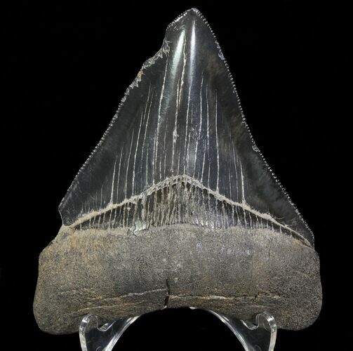 Serrated, Megalodon Tooth - Black Blade #64544